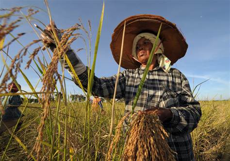 Rice farmers, Thailand